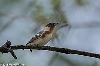 Veryl Witmer, Bay-breasted Warber, Central Park, New York, NY