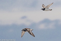 Veryl Witmer, Ruddy Turnstone, Fire Island National Seashore