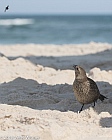 Veryl Witmer, Brown-headed Cowbird (Juvenile), Fire Island