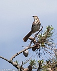 Veryl Witmer, Brown Thrasher, Fire Island National Seashore