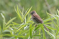 Veryl Witmer, Field Sparrow, Middle Creek WMA, Lancaster County, PA