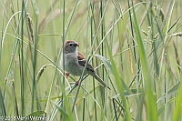 Veryl Witmer, Field Sparrow, Middle Creek WMA, Lancaster County, PA, June 11, 2018