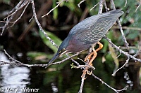 Florida, Green Heron, Wakodahatchee Wetlands