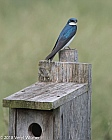 Veryl Witmer, Tree Swallow, Middle Creek WMA, Lancaster County, PA