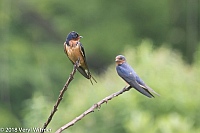 Veryl Witmer, Barn Swallow, Middle Creek WMA, Lancaster County, PA