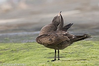 Veryl Witmer, Heermann's Gull, San Diego County, CA