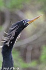 Anhinga, Florida, Wakodahatchee Wetlands