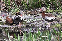 Black-bellied Whistling-Duck, Florida, Wakodahatchee Wetlands
