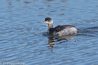 Veryl Witmer, Eared Grebe, San Diego County, CA