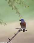Veryl Witmer, Western Bluebird, Riverside County, CA
