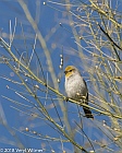 Veryl Witmer, Verdin, Riverside County, CA