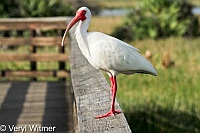 Florida, Wakodahatchee Wetlands, White Ibis