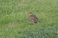 Veryl Witmer, Western Meadowlark, San Diego County, CA