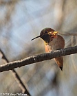 Veryl Witmer, Allen's/Rufous Hummingbird, San Diego County, CA