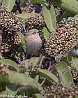 Veryl Witmer, Bushtit, San Diego County, CA