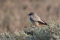 Veryl Witmer, Say's Phoebe, San Diego County