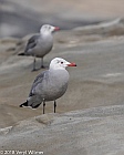 Veryl Witmer, Heermann's Gull, San Diego County, CA
