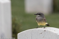 Veryl Witmer, Cassin's Kingbird, San Diego County, CA