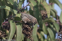 Veryl Witmer, Bushtit, San Diego County, CA