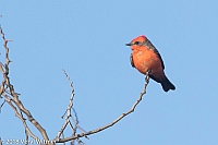 Veryl Witmer, Vermilion Flycatcher, San Diego County, CA