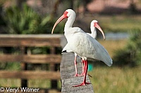 Florida, Wakodahatchee Wetlands, White Ibis