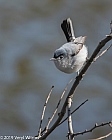 Veryl Witmer, Blue-gray Gnatcatcher, Central Park, New York
