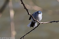 Veryl Witmer, Blue-gray Gnatcatcher, Central Park, New York