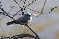 Veryl Witmer, Blue-gray Gnatcatcher, Central Park, New York