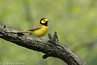 Veryl Witmer, Hooded Warbler, Central Park, New York, NY