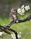 Veryl Witmer, Chipping Sparrow, Central Park, New York, NY