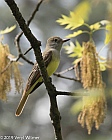 Veryl Witmer, Great Crested Flycatcher, Central Park, New York, NY