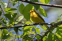 Veryl Witmer, Yellow Warbler, Central Park, New York, NY