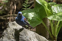 Veryl Witmer, Blue Grosbeak, Central Park, New York, NYBlue GrosbeakCentral Park, New York, NY