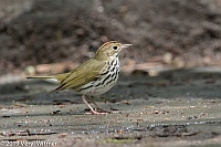 Veryl Witmer, Ovenbird, Central Park, New York, NY