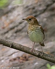 Veryl Witmer, Veery, Central Park, New York, NY