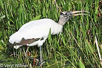 Florida, Wakodahatchee Wetlands, Wood Stork