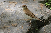 Veryl Witmer, Veery, Central Park, New York, NY