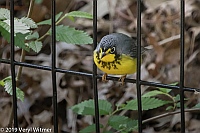 Veryl Witmer, Canada Warbler, Central Park, New York, NY
