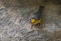 Veryl Witmer, Canada Warbler, Central Park, New York, NY