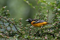Veryl Witmer, Baltimore Oriole, Central Park, New York, NY