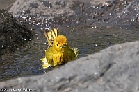 Veryl Witmer, Yellow Warbler, Central Park, New York, NYCentral Park, New York, NY