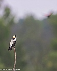 Veryl Witmer, Bobolink, Middle Creek WMA, PA