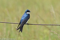Veryl Witmer, Tree Swallow, Middle Creek WMA, PA