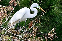 Florida, Great Egret, Wakodahatchee Wetlands