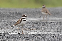 Veryl Witmer, Killdeer, Middle Creek WMA, PA