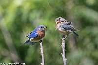 Veryl Witmer, Eastern Bluebird, Middle Creek WMA, PA