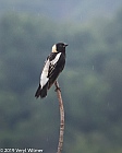 Veryl Witmer, Bobolink, Middle Creek WMA, PA
