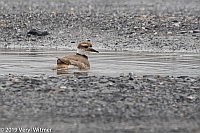 Veryl Witmer, Killdeer, Middle Creek WMA, PA