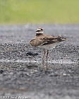 Veryl Witmer, Killdeer, Middle Creek WMA, PA