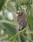 Veryl Witmer, Red-winged Blackbird, Juvenile, Fire Island, Suffolk County, NY